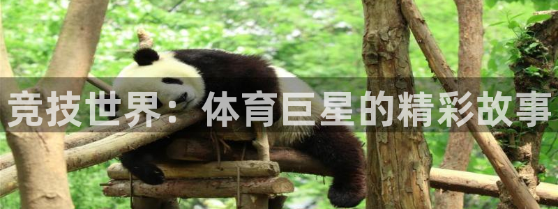 海南利记官网下载发展怎么样：竞技世界：体育巨星的精彩故事
